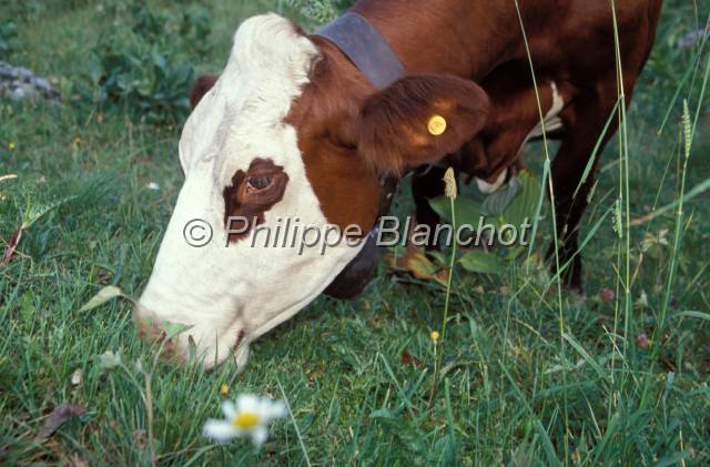 tomme de savoie 03.JPG - VacheAlpageMassif des BaugesSavoieFrance